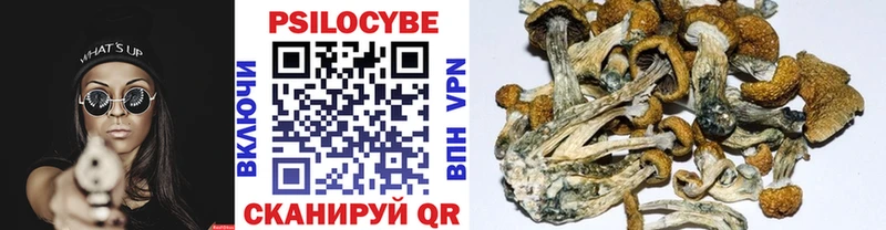 Галлюциногенные грибы Psilocybe  Красногорск 
